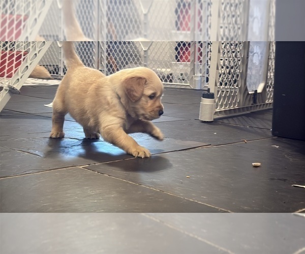 Medium Photo #2 Golden Retriever Puppy For Sale in PANA, IL, USA