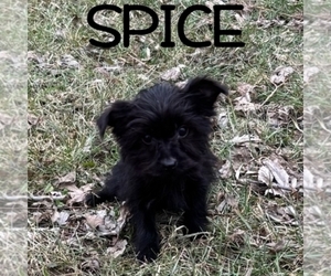 YorkiePoo Puppy for sale in HARTLAND, MN, USA