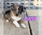 Small Photo #20 Australian Shepherd Puppy For Sale in NEW BRAUNFELS, TX, USA