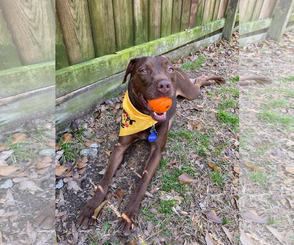 Medium Photo #4 American Staffordshire Terrier-Labrador Retriever Mix Puppy For Sale in Oakhurst, NJ, USA