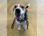Small #3 Beagle
