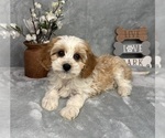 Small Photo #4 Cavapoo (Standard) Puppy For Sale in GREENFIELD, IN, USA
