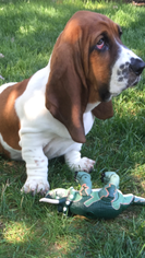 Basset Hound Puppy for sale in NORTH BRANCH, MN, USA