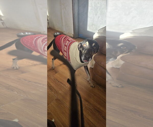 Medium Photo #2 Mutt Puppy For Sale in NYC, NY, USA