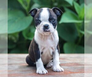 Medium Boston Terrier