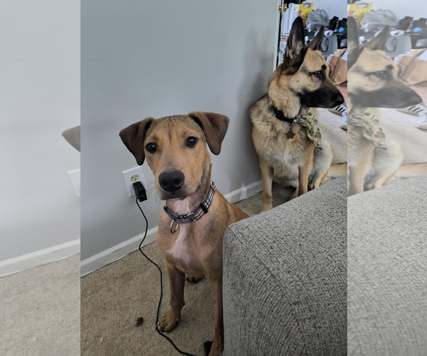 Medium Photo #16 American Staffordshire Terrier-Unknown Mix Puppy For Sale in Holly Springs, NC, USA