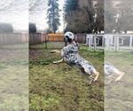 Small Photo #1 Australian Cattle Dog Puppy For Sale in PUYALLUP, WA, USA