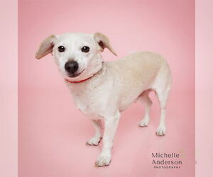 Dachshund-Unknown Mix Dogs for adoption in Corona, CA, USA