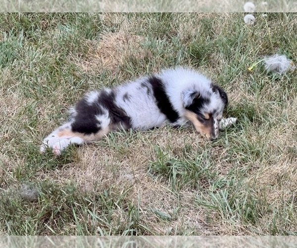 Medium Photo #4 Collie Puppy For Sale in DAZEY, ND, USA