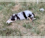 Small #3 Collie