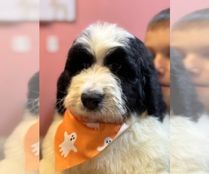 Newfypoo Puppy for Sale in COCOA, Florida USA
