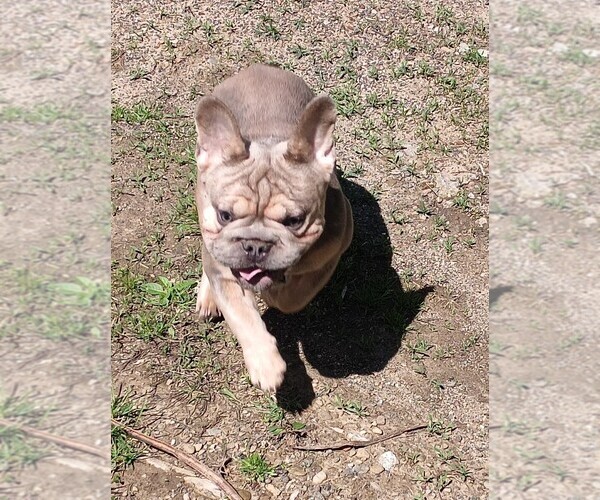 Medium Photo #4 French Bulldog Puppy For Sale in AKRON, OH, USA