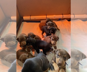 Doberman Pinscher Puppy for sale in GREENSBORO, NC, USA