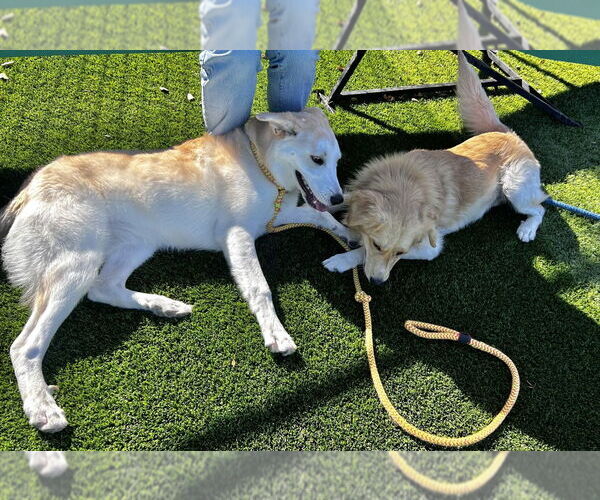 Medium Photo #3 Siberian Husky Puppy For Sale in Salinas, CA, USA