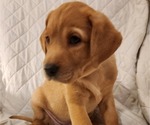 Small Photo #38 Labrador Retriever Puppy For Sale in BUFFALO, NY, USA