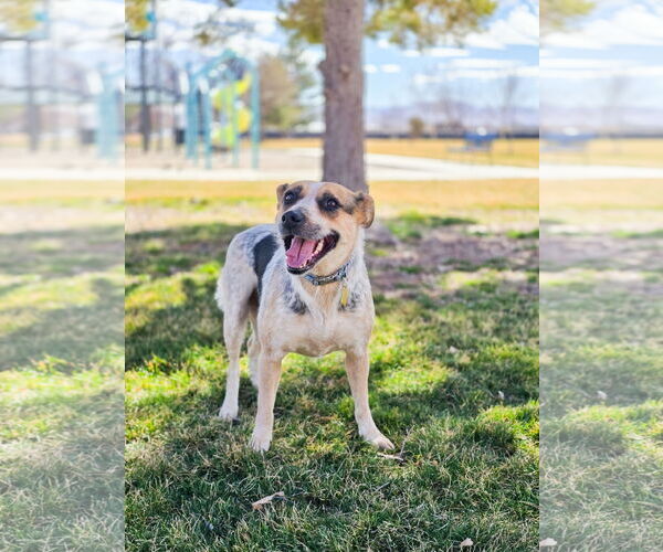 Medium Photo #13 Mutt Puppy For Sale in Sandy, UT, USA