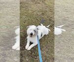 Small #3 Mutt