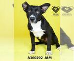Small Border Collie Mix