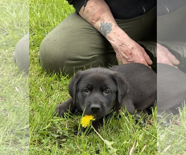 Medium Photo #5 Labrador Retriever-Unknown Mix Puppy For Sale in Stevens Point, WI, USA