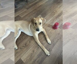 Onna - Female Mutt Dog for Adoption - Photo #3