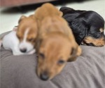 Small Photo #39 Dachshund Puppy For Sale in SAINT CLOUD, FL, USA