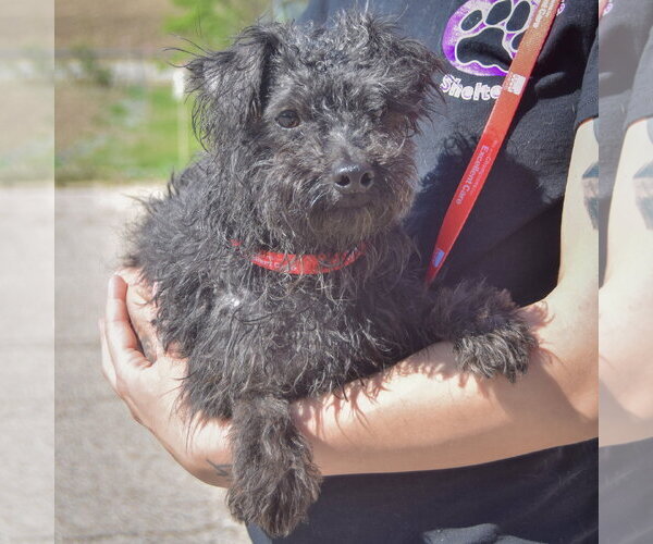 Medium Photo #2 Mutt Puppy For Sale in Huntley, IL, USA