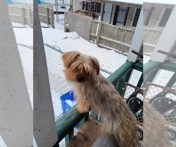 Medium Photo #1 Yorkshire Terrier Puppy For Sale in JOHNSTOWN, PA, USA