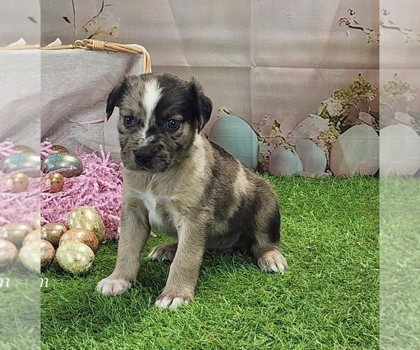 Medium Photo #7 Catahoula Leopard Dog Puppy For Sale in CUMBY, TX, USA