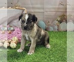 Small #6 Catahoula Leopard Dog