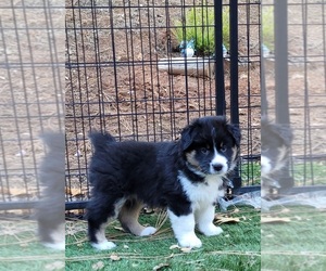 Australian Shepherd Puppy for Sale in PIONEER, California USA