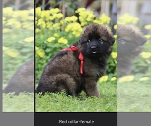 German Shepherd Dog Puppy for sale in ANTIOCH, CA, USA