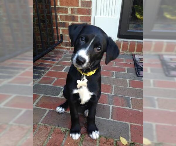 Medium Photo #8 Mutt Puppy For Sale in Cary, NC, USA