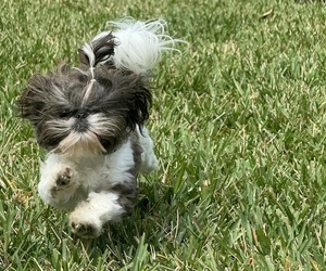 Father of the Shih Tzu puppies born on 04/03/2026