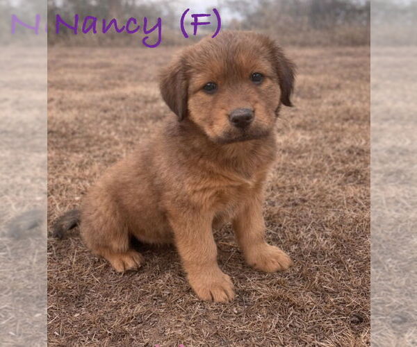 Medium Photo #2 Chow Chow-Great Pyrenees Mix Puppy For Sale in Winter Park, CO, USA