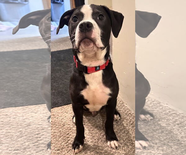 Medium Photo #5 Boxer-Unknown Mix Puppy For Sale in Brooklyn Center, MN, USA