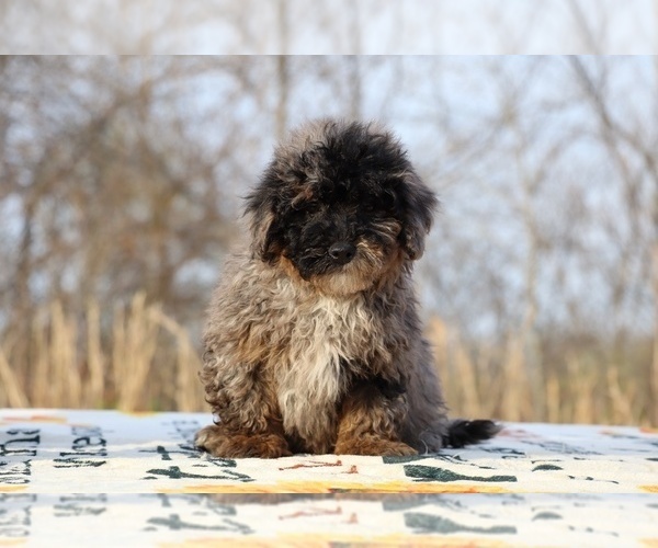 Medium Photo #4 ShihPoo Puppy For Sale in DYERSBURG, TN, USA