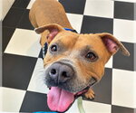 RANDY - Male American Pit Bull Terrier Dog for Adoption - Small photo