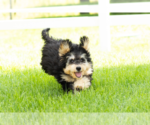 Miniature Bernedoodle Puppy for sale in SHIPSHEWANA, IN, USA