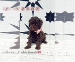 Puppy 2 Goldendoodle (Miniature)