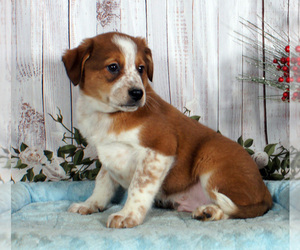 Boston Cattle Dog Puppy for sale in PENNS CREEK, PA, USA
