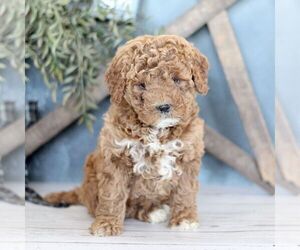 Goldendoodle (Miniature) Puppy for sale in BIGLERVILLE, PA, USA