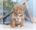 Small Photo #1 Goldendoodle (Miniature) Puppy For Sale in BIGLERVILLE, PA, USA