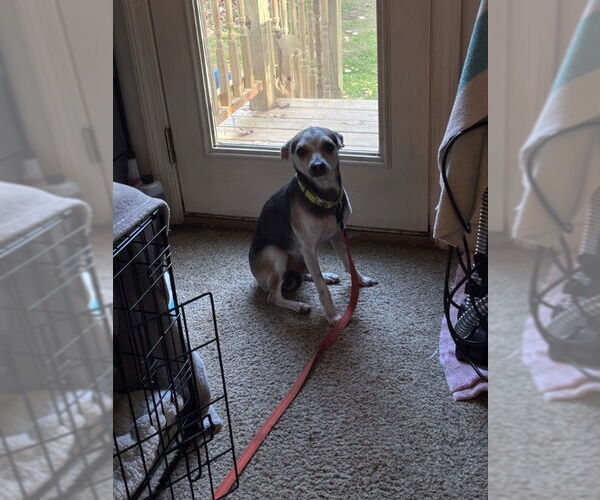 Medium Photo #3 Italian Greyhuahua Puppy For Sale in East Derry, NH, USA