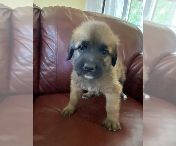 Medium Photo #19 Saint Berdoodle-Saint Bernard Mix Puppy For Sale in BEAVER FALLS, PA, USA