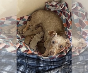 Mother of the Dachshund puppies born on 05/29/2026
