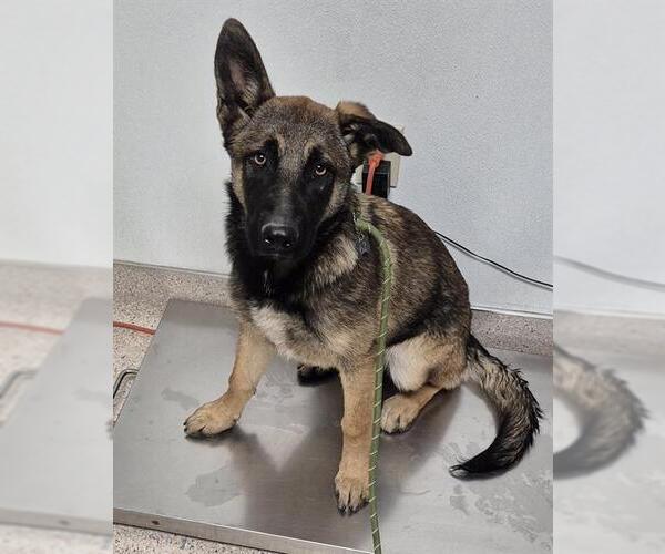 Medium Photo #1 German Shepherd Dog Puppy For Sale in Bakersfield, CA, USA
