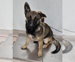 Small German Shepherd Dog
