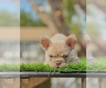 Small #5 French Bulldog