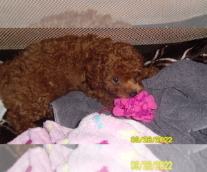 Medium Poodle (Miniature)