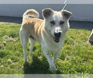 Shepradors Dogs for adoption in McKinleyville, CA, USA